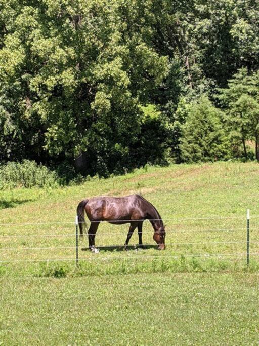 The Ranch In Mt Airy Villa Mount Airy Eksteriør billede